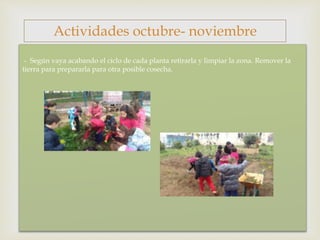 - Según vaya acabando el ciclo de cada planta retirarla y limpiar la zona. Remover la
tierra para prepararla para otra posible cosecha.
Actividades octubre- noviembre
 