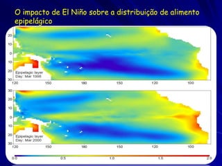 O impacto de El Niño sobre a distribuição de alimento
epipelágico
 
