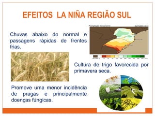 EFEITOS LA NIÑA REGIÃO SUL
Chuvas abaixo do normal e
passagens rápidas de frentes
frias.
Cultura de trigo favorecida por
primavera seca.
Promove uma menor incidência
de pragas e principalmente
doenças fúngicas.
 