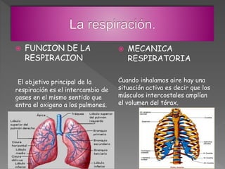  FUNCION DE LA
RESPIRACION
El objetivo principal de la
respiración es el intercambio de
gases en el mismo sentido que
entra el oxigeno a los pulmones.
 MECANICA
RESPIRATORIA
Cuando inhalamos aire hay una
situación activa es decir que los
músculos intercostales amplían
el volumen del tórax.
 