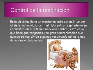  Este sistema tiene un mantenimiento automático por
el sistema nervioso central. El centro respiratorio se
encuentra en el sistema nervioso central, esto es lo
que hace que tengamos una gran sincronización que
aunque se nos olvide sigamos respirando así estemos
dormidos o despiertos.
 