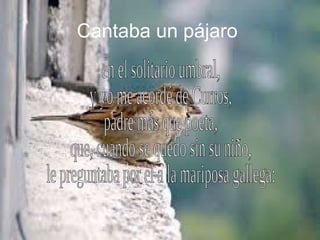 Cantaba un pájaro