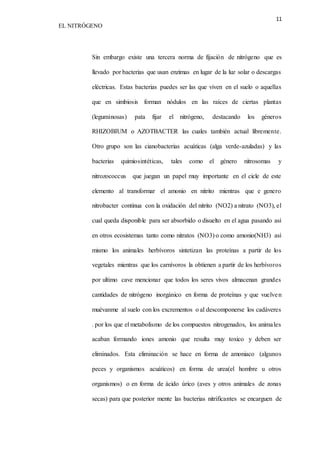 11 
EL NITRÓGENO 
Sin embargo existe una tercera norma de fijación de nitrógeno que es 
llevado por bacterias que usan enzimas en lugar de la luz solar o descargas 
eléctricas. Estas bacterias puedes ser las que viven en el suelo o aquellas 
que en simbiosis forman nódulos en las raíces de ciertas plantas 
(leguminosas) pata fijar el nitrógeno, destacando los géneros 
RHIZOBIUM o AZOTBACTER las cuales también actual libremente. 
Otro grupo son las cianobacterias acuáticas (alga verde-azuladas) y las 
bacterias quimiosintéticas, tales como el género nitrosomas y 
nitrozococcus que juegan un papel muy importante en el cicle de este 
elemento al transformar el amonio en nitrito mientras que e genero 
nitrobacter continua con la oxidación del nitrito (NO2) a nitrato (NO3), el 
cual queda disponible para ser absorbido o disuelto en el agua pasando así 
en otros ecosistemas tanto como nitratos (NO3) o como amonio(NH3) así 
mismo los animales herbívoros sintetizan las proteínas a partir de los 
vegetales mientras que los carnívoros la obtienen a partir de los herbívoros 
por ultimo cave mencionar que todos los seres vivos almacenan grandes 
cantidades de nitrógeno inorgánico en forma de proteínas y que vuelven 
muévanme al suelo con los excrementos o al descomponerse los cadáveres 
. por los que el metabolismo de los compuestos nitrogenados, los anima les 
acaban formando iones amonio que resulta muy toxico y deben ser 
eliminados. Esta eliminación se hace en forma de amoniaco (algunos 
peces y organismos acuáticos) en forma de urea(el hombre u otros 
organismos) o en forma de ácido úrico (aves y otros animales de zonas 
secas) para que posterior mente las bacterias nitrificantes se encarguen de 
 
