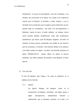 12 
EL NITRÓGENO 
transformarlo. Ya sea por un procedimiento u por otro en nitrógeno es un 
elemento que está presente en la materia viva, porque es un componente 
esencial para la formación de proteínas y ácidos nucleicos y que es 
absorbido por los productores que lo requieren para la elaboración de estos 
pasando luego los consumidores, más tarde a los descomponedores y 
finalmente regresa de nuevo al medio ambiente, sin embargo existen 
ciertas bacterias llamadas desnitrificantes (entre ellas pseudomonas 
desnitrificans) que vuelven parte del nitrógeno inorgánico del suelo a la 
atmosfera de forma gaseosa, produciendo una pérdida de este elemento 
para los ecosistemas y la biosfera. Estas bacterias habitan en los pantanos 
y los fondos carentes de oxígeno , así mismo estas bacterias pertenecen al 
género THIOBACILLUS , quienes utilizan los nitratos en proceso 
metabólico que al final reintegran ala atmosfera como nitrógeno en forma 
gaseosa. 
2.2 Fases del Ciclo 
El ciclo del nitrógeno tiene 5etapas, e las cuales la asimilación no es 
realizada por las bacterias. 
3.2.1 Fijación: 
Las fijación biológica del nitrógeno cosiste en la 
incorporación del nitrógeno atmosférico, alas planta, gracias a 
alguno microrganismos, principalmente bacterias y 
cianobacterias que se encuentran presentes en el suelo y en 
 