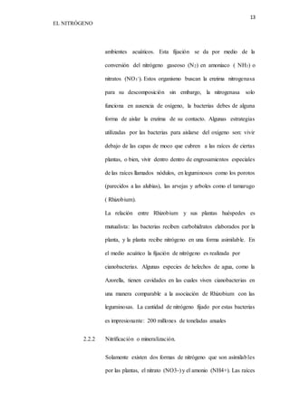13 
EL NITRÓGENO 
ambientes acuáticos. Esta fijación se da por medio de la 
conversión del nitrógeno gaseoso (N2) en amoniaco ( NH3) o 
nitratos (NO3 
-). Estos organismo buscan la enzima nitrogenasa 
para su descomposición sin embargo, la nitrogenasa solo 
funciona en ausencia de oxígeno, la bacterias debes de alguna 
forma de aislar la enzima de su contacto. Algunas estrategias 
utilizadas por las bacterias para aislarse del oxígeno son: vivir 
debajo de las capas de moco que cubren a las raíces de ciertas 
plantas, o bien, vivir dentro dentro de engrosamientos especiales 
de las raíces llamados nódulos, en leguminosos como los porotos 
(parecidos a las alubias), las arvejas y arboles como el tamarugo 
( Rhizobium). 
La relación entre Rhizobium y sus plantas huéspedes es 
mutualista: las bacterias reciben carbohidratos elaborados por la 
planta, y la planta recibe nitrógeno en una forma asimilable. En 
el medio acuático la fijación de nitrógeno es realizada por 
cianobacterias. Algunas especies de helechos de agua, como la 
Azorella, tienen cavidades en las cuales viven cianobacterias en 
una manera comparable a la asociación de Rhizobium con las 
leguminosas. La cantidad de nitrógeno fijado por estas bacterias 
es impresionante: 200 millones de toneladas anuales 
2.2.2 Nitrificación o mineralización. 
Solamente existen dos formas de nitrógeno que son asimilables 
por las plantas, el nitrato (NO3-) y el amonio (NH4+). Las raíces 
 