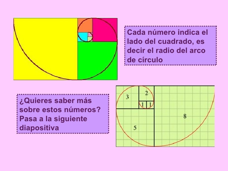 El número áureo El número áureo
