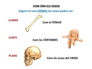 COM SÓN ELS OSSOS
Segons la seva FORMA els ossos poden ser:
LLARGS
CURTS
PLANS
Com el FÈMUR
Com les VÈRTEBRES
Com els ossos del CRANI
 