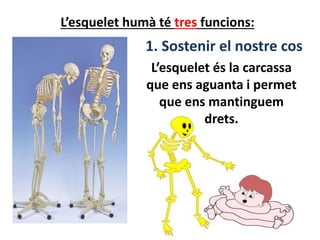 L’esquelet humà té tres funcions:
1. Sostenir el nostre cos
L’esquelet és la carcassa
que ens aguanta i permet
que ens mantinguem
drets.
 
