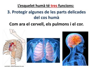 L’esquelet humà té tres funcions:
3. Protegir algunes de les parts delicades
del cos humà
Com ara el cervell, els pulmons i el cor.
 