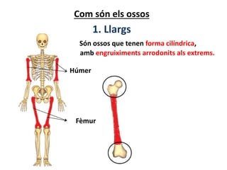 Com són els ossos
1. Llargs
Fèmur
Húmer
Són ossos que tenen forma cilíndrica,
amb engruiximents arrodonits als extrems.
 