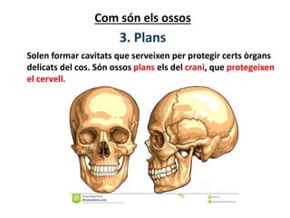 Com són els ossos
3. Plans
Solen formar cavitats que serveixen per protegir certs òrgans
delicats del cos. Són ossos plans els del crani, que protegeixen
el cervell.
 
