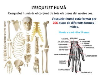 L’ESQUELET HUMÀ
L’esquelet humà és el conjunt de tots els ossos del nostre cos.
L’esquelet humà està format per
206 ossos de diferents formes i
mides.
Només a la mà hi ha 27 ossos
 