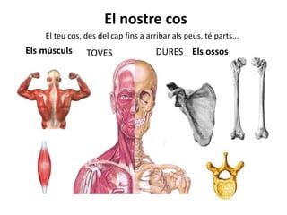 El nostre cos
El teu cos, des del cap fins a arribar als peus, té parts...
DURESTOVES Els ossosEls músculs
 