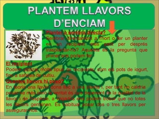 Planter o sembra directa? Sembrar directament a l'hort o fer un planter en un recipient més petit per després trasplantar-ho? Aquesta és la pregunta que primer ens podem fer.  El recipient Podem utilitzar molts tipus de recipients, com els pots de iogurt, fins a safates de cultiu. Quantes llavors hi poso?  En teoria una llavor dona lloc a una planta i, per tant no caldria posar-ne més però la veritat és que depenent de la qualitat de la llavor i de l'espècie, a vegades ens podem trobar que no totes les llavors germinen. És habitual posar dos o tres llavors per assegurar-nos.  