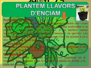 Profunditat de sembra  Una norma general és que la llavor s'ha d'enterrar entre una i dues vegades el seu diàmetre. Si es sembra a massa profunditat a la planta li costarà molt sortir, en canvi, si es sembra massa superficialment, pot ser que la llavor s'assequi i no germini. Les llavors petites com l’enciam o la tomaquera s’han de quedar a un o dos mil·límetres, quasi superficialment.  La germinació  La majoria d'hortalisses germinen en menys d'una setmana si les condicions d'humitat i temperatura són bones.  El trasplantament  Hem de trasplantar quan les arrels ja han colonitzat tot el recipient. Això succeeix quan la mida de la planta és similar a la mida del recipient.  