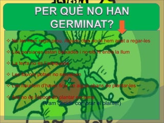 No les hem regat prou. Alguns dies no hi hem anat a regar-les Les persianes estan baixades i no els hi entra la llum La terra no és l’adequada Les llavors potser no serveixen Les hauríem d’haver ficat en aigua abans de plantar-les Ara no és l’època de plantar enciams   (Vam decidir comprar el planter) 