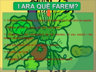 Ordenar i classificar les eines i el material de l’hort dins la caseta Plantar bulbs de ceba, els alls i les faves Observació del creixement de les plantes, el seu estudi i les seves característiques  Fer els rètols amb el nom de les plantes Normes de l’hort Decàleg d’actuació dins el projecte d’escola verda 