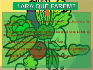 Fer presentacions del que hem fet fins ara i explicar-ho a les altres classes  Els diferents tipus d’enciam i dibuix de les seves fulles. La flor i la llavor (veure tot el procés de la planta) Realitzar l’espantaocells i col·locar-lo a l’hort Instal·lació del compostador i el seu funcionament. Organització Estudi del tipus de terra: textura, ph, components, etc 