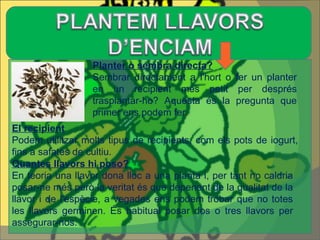 Planter o sembra directa? Sembrar directament a l'hort o fer un planter en un recipient més petit per després trasplantar-ho? Aquesta és la pregunta que primer ens podem fer .  El recipient Podem utilitzar molts tipus de recipients, com els pots de iogurt, fins a safates de cultiu. Quantes llavors hi poso?  En teoria una llavor dona lloc a una planta i, per tant no caldria posar-ne més però la veritat és que depenent de la qualitat de la llavor i de l'espècie, a vegades ens podem trobar que no totes les llavors germinen. És habitual posar dos o tres llavors per assegurar-nos.  