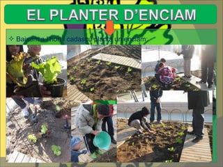 Baixem a l’hort i cadascú planta un enciam : 