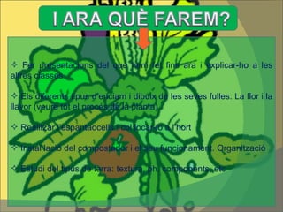Fer presentacions del que hem fet fins ara i explicar-ho a les altres classes  Els diferents tipus d’enciam i dibuix de les seves fulles. La flor i la llavor (veure tot el procés de la planta) Realitzar l’espantaocells i col·locar-lo a l’hort Instal·lació del compostador i el seu funcionament. Organització Estudi del tipus de terra: textura, ph, components, etc 