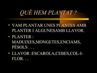QUÈ HEM PLANTAT ?
• VAM PLANTAR UNES PLANTES AMB
PLANTER I ALGUNESAMB LLAVOR.
• PLANTER :
MADUIXES,MONGETES,ENCIAMS,
PÈSOLS . . .
• LLAVOR :ESCAROLA,CEBES,COL-I-
FLOR. . .
 