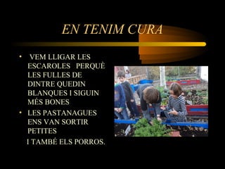 EN TENIM CURA
• VEM LLIGAR LES
ESCAROLES PERQUÈ
LES FULLES DE
DINTRE QUEDIN
BLANQUES I SIGUIN
MÉS BONES
• LES PASTANAGUES
ENS VAN SORTIR
PETITES
I TAMBÉ ELS PORROS.
 