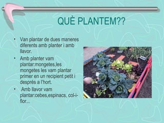 QUÈ PLANTEM??
• Van plantar de dues maneres
diferents amb planter i amb
llavor.
• Amb planter vam
plantar:mongetes,les
mongetes les vam plantar
primer en un recipient petit i
després a l’hort.
• Amb llavor vam
plantar:cebes,espinacs, col-i-
flor...
 