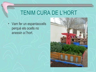 TENIM CURA DE L’HORT
• Vam fer un espantaocells
perquè els ocells no
anessin a l’hort.
 