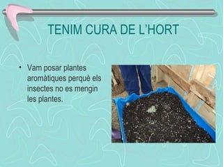 TENIM CURA DE L’HORT
• Vam posar plantes
aromàtiques perquè els
insectes no es mengin
les plantes.
 