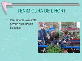 TENIM CURA DE L’HORT
• Vam lligar les escaroles
perquè es tornessin
blanques.
 