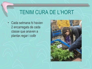 TENIM CURA DE L’HORT
• Cada setmana hi havien
2 encarregats de cada
classe que anaven a
plantar,regar i collir
 