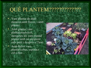 QUÈ PLANTEM?????????????
• Vam plantar de dues
maneres,amb llavor, i amb
planter.
• Amb planter vam
plantar:maduixes,
mongetes les vam plantar
primer amb un recipient
més petit i després a l’hort
• Amb llavor vam
plantar:cebes, espinacs
col-i-flor...
 