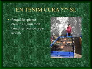 EN TENIM CURA ??? SI.
• Perquè les plantes
creixin i siguin molt
bones les hem de regar
sovint.
 