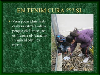EN TENIM CURA ??? SI.
• Vam posar plats amb
cervesa estrella –dam
perquè els llimacs no
es mengin els enciams
i vagin al plat i es
morin.
 