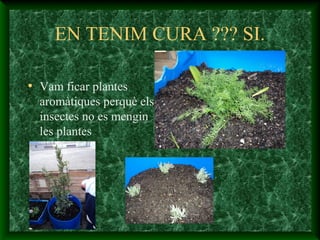 EN TENIM CURA ??? SI.
• Vam ficar plantes
aromàtiques perquè els
insectes no es mengin
les plantes
 