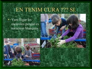 EN TENIM CURA ??? SI.
• Vam lligar les
escaroles perquè es
tornessin blanques
 