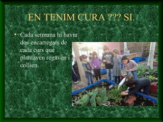 EN TENIM CURA ??? SI.
• Cada setmana hi havia
dos encarregats de
cada curs que
plantaven regaven i
collien.
 