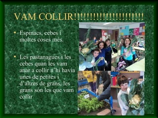 VAM COLLIR!!!!!!!!!!!!!!!!!!!!!!
• Espinacs, cebes i
moltes coses més.
• Les pastanagues i les
cebes quan les vam
anar a collir n’hi havia
unes de petites i
d’altres de grans, les
grans són les que vam
collir
 