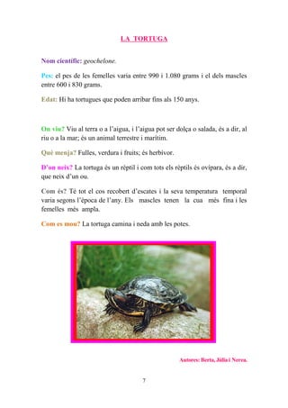 LA TORTUGA


Nom científic: geochelone.

Pes: el pes de les femelles varia entre 990 i 1.080 grams i el dels mascles
entre 600 i 830 grams.

Edat: Hi ha tortugues que poden arribar fins als 150 anys.



On viu? Viu al terra o a l’aigua, i l’aigua pot ser dolça o salada, és a dir, al
riu o a la mar; és un animal terrestre i marítim.

Què menja? Fulles, verdura i fruits; és herbívor.

D’on neix? La tortuga és un rèptil i com tots els rèptils és ovípara, és a dir,
que neix d’un ou.

Com és? Té tot el cos recobert d’escates i la seva temperatura temporal
varia segons l’època de l’any. Els mascles tenen la cua més fina i les
femelles més ampla.

Com es mou? La tortuga camina i neda amb les potes.




                                                     Autores: Berta, Júlia i Nerea.


                                       7
 