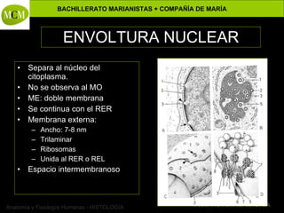 ENVOLTURA NUCLEAR Separa al núcleo del citoplasma. No se observa al MO ME: doble membrana Se continua con el RER Membrana externa: Ancho: 7-8 nm Trilaminar Ribosomas Unida al RER o REL Espacio intermembranoso 