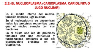 2.2.-EL NUCLEOPLASMA (CARIOPLASMA, CARIOLINFA O
JUGO NUCLEAR)
Es el medio interno del núcleo,
también llamado jugo nuclear.
En el nucleoplasma se encuentran
todas las proteínas requeridas para
que el núcleo cumpla con sus
funciones.
En el existe una red de proteínas
fibrilares con una estructura y
funcionalidad similares a las del
citoesqueleto presente en el
citoplasma.
 