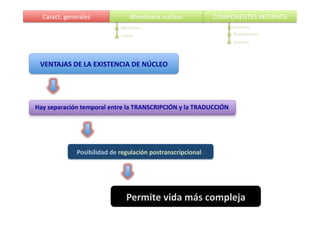 Caract.  generales  

Membrana  nuclear  

COMPONENTES  INTERNOS  

Membranas  

CromaDna  

POROS  

Nucleoplasma  
Nucleolo  

VENTAJAS  DE  LA  EXISTENCIA  DE  NÚCLEO  

Hay  separación  temporal  entre  la  TRANSCRIPCIÓN  y  la  TRADUCCIÓN  

Posibilidad  de  regulación  postranscripcional  

Permite  vida  más  compleja  

 
