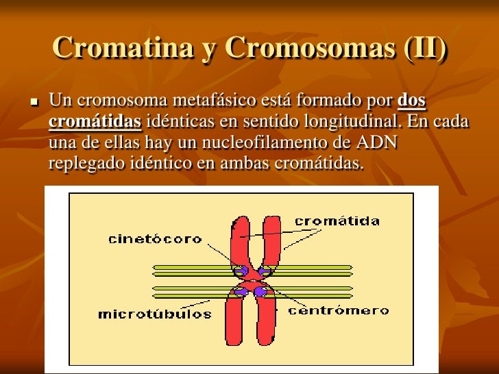 Cual Es La Diferencia Entre Cromatina Y Cromosoma Esta