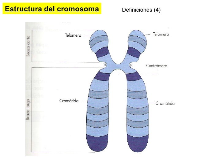 El Nucleo Celular Y Los Cromosomas