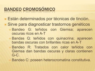 El nucleo genetica | PPTX
