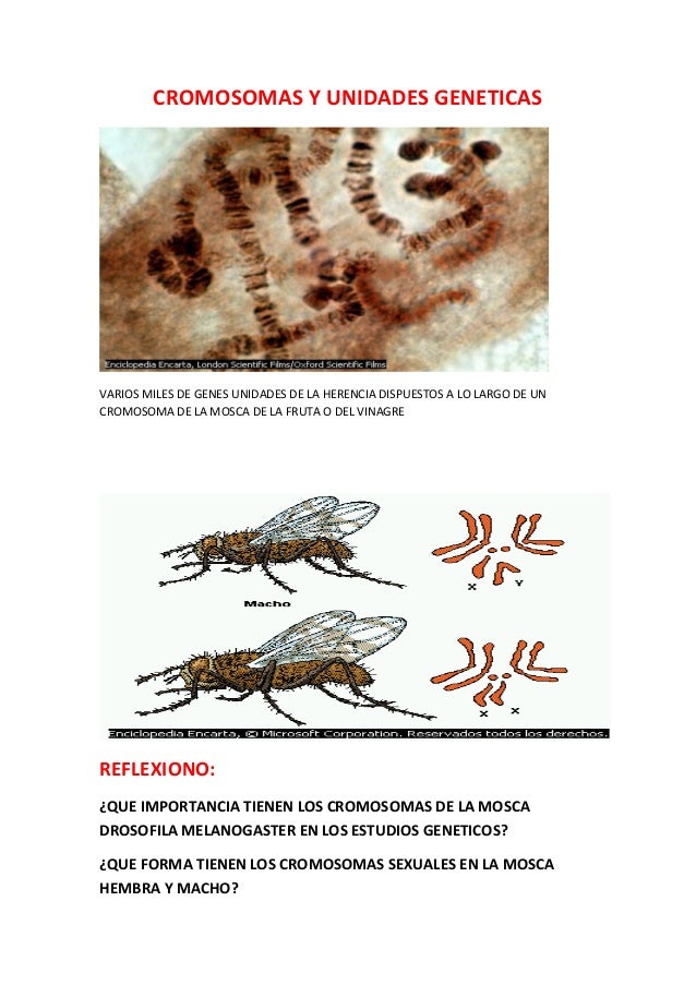 El numero cromosomico