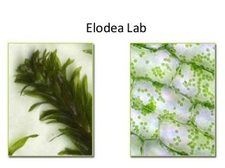 Elodea Lab

 