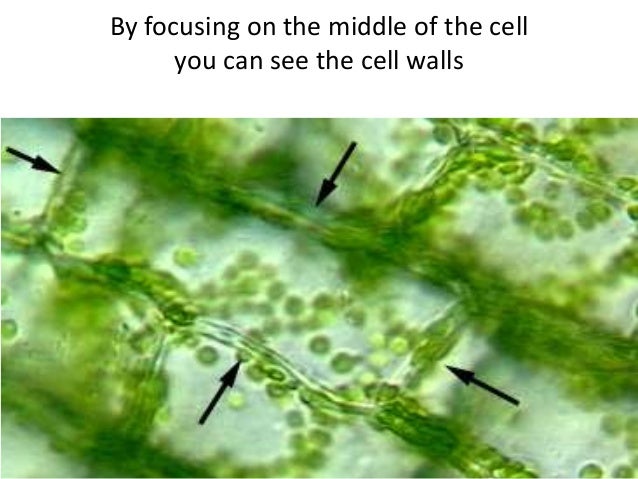 Elodea lab 2014 label diagram of elodea cells 