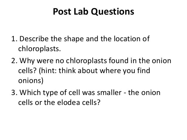 What is the structure of an Elodea cell?
